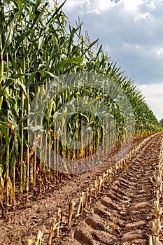 Wisconsin cornfield at the start of the harvest in September