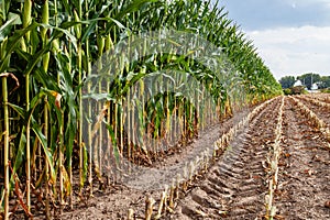 Wisconsin cornfield at the start of the harvest in September