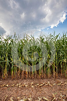 Wisconsin cornfield at the start of the harvest in September