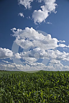 Wisconsin cornfields and skies