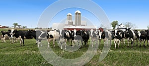 Wisconsin Dairy Cows Panorama Panoramic Banner photo