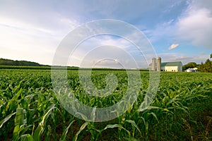 Wisconsin Dairy Farm, Barn by Field of Corn