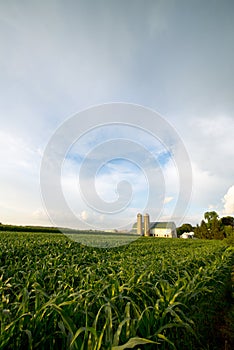 WISCONSIN DAIRY FARM, BARN BY FIELD OF CORN