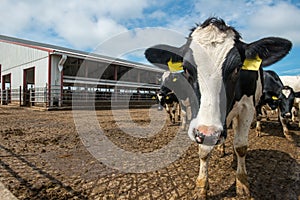Wisconsin Dairy Farm, Cow, Cows photo