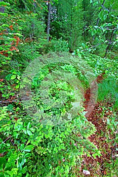 Wisconsin Fern Forest Landscape