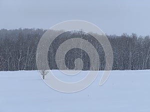 Tree line with freshly falling snow photo