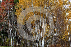 Wisconsin white birch trees in October with fall colors