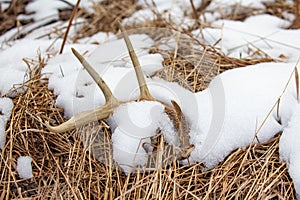 Wisconsin White-tailed Deer antler shed laying on the ground in the snow