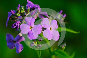 Wisconsin Wild Flower