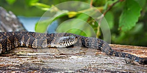 Wisconsin Wildlife Northern Water Snake