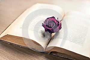 Wisdom and harmony. Open old book with dried maroon rose button