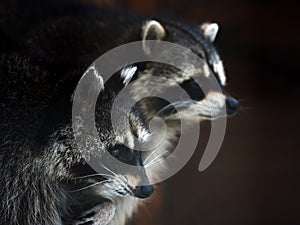 Wisdom racoons close up