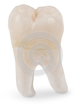 Wisdom Tooth