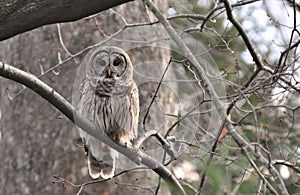 Wise Bard Owl