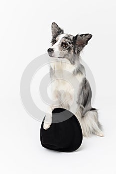 A wise dog sits on his ass and holds a black hat with his front paw. Border Collie dog in shades of white and black, and