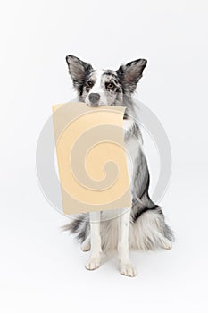 A wise dog is sitting on his ass and in his mouth he is holding a gray envelope brought by the postman. Border Collie