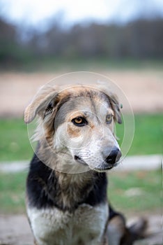 Wise Gaze of an Elder Stray Dog