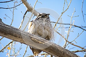 Wise Great Horned Owl in a Tree