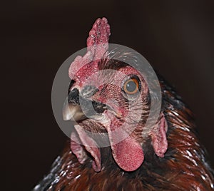 Inteligente gallinas ámbar ojos 
