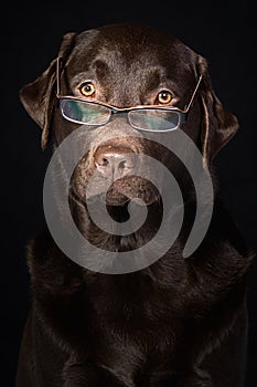 Wise and Intelligent Looking Chocolate Labrador