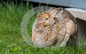 Wise looking old snowshoe hare comes out from under his lodge in Springtime. Stares at the camera, appearing very smart.