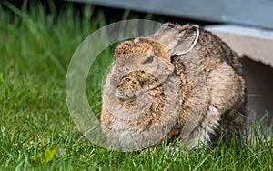 Wise looking old snowshoe hare comes out from under his lodge in Springtime. Stares at the camera, appearing very smart. photo