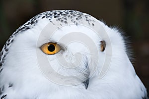 Wise looking white snowy Owl with big orange eyes portrait