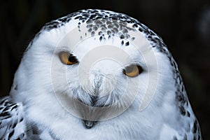 Wise looking white snowy Owl with big orange eyes portrait