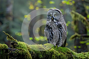 Wise and mysterious owl, exploring the beauty and symbolism of these nocturnal creatures, a glimpse into the