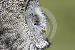 Wise old owl contemplation photo