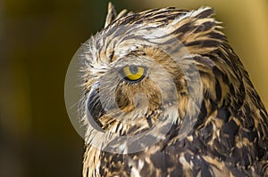 Wise Owl