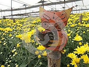 Wise Owl concentrate on reading in wide yellow Chrysanthemum flower plantation