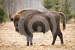 Wisent