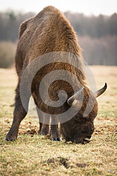 Wisent