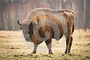 Wisent