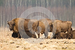 Wisent