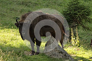 Wisent