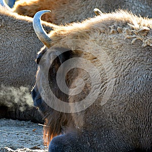 Wisent, also know as European bison Bison bonasus with steamy breath on a cold morning.