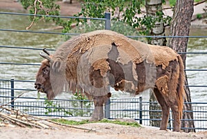 A wisent