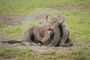 Wisent , European bison