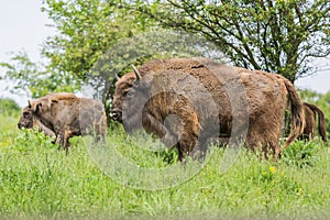 Wisent European bison .