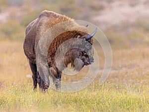 Wisent or European bison one animal