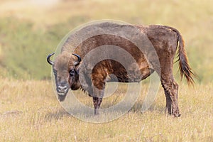 Wisent or European bison one animal