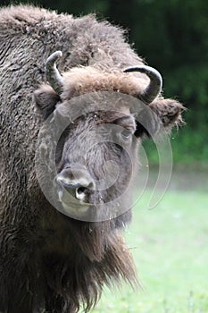 Wisent European Bison outside
