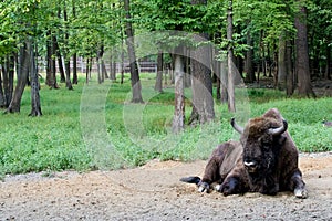 Wisent - European bison in the woods