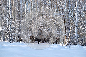Wisent herd in winter birch forest