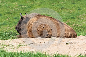 Wisent in Neandertal photo