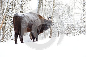 Bisonte en el invierno abedul Bosque 