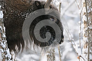 Wisent in winter forest