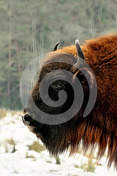 Wisent in winter forest Reserve Bialowieza Forest